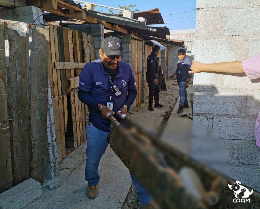 Rescatan 20 perros maltratados en El Marqués