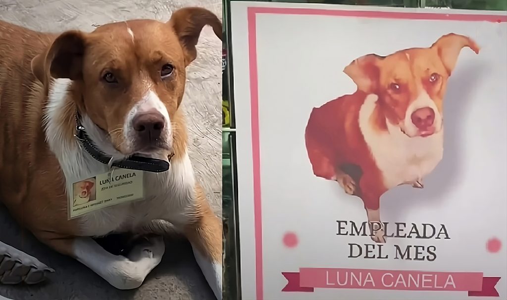 Luna Canela: De perrita abandonada a guardia de seguridad profesional