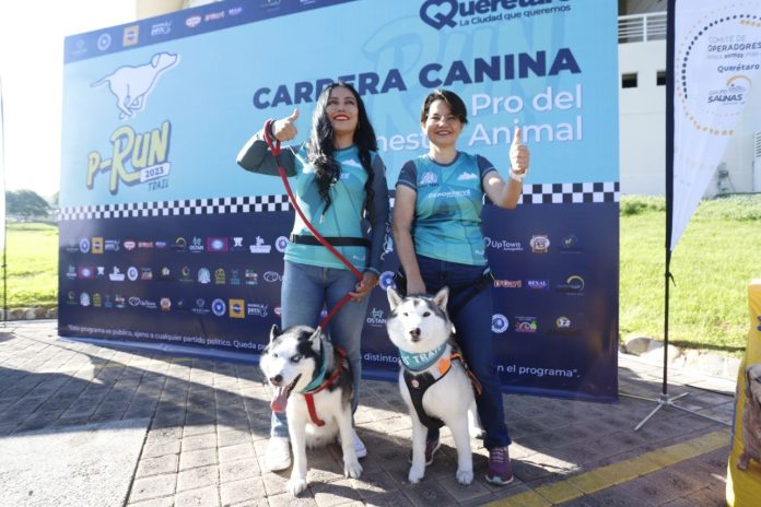 Carrera canina en Querétaro