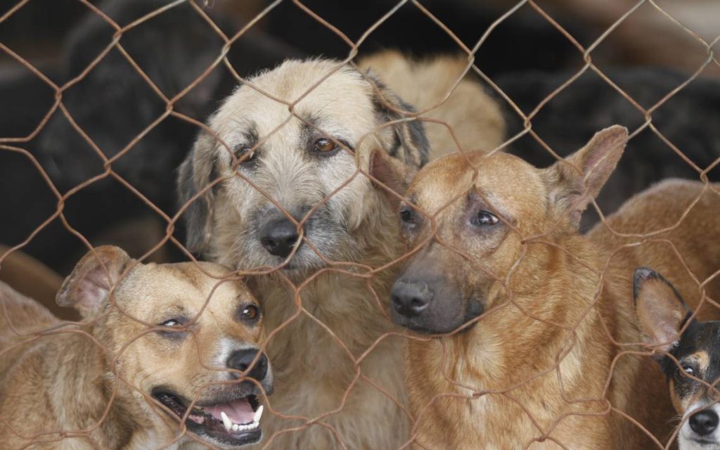 Maltrato animal: ¡Basta de crueldad en Veracruz!