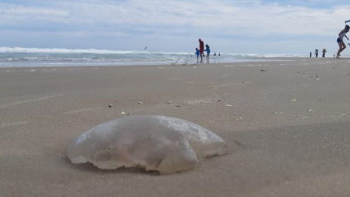 medusas