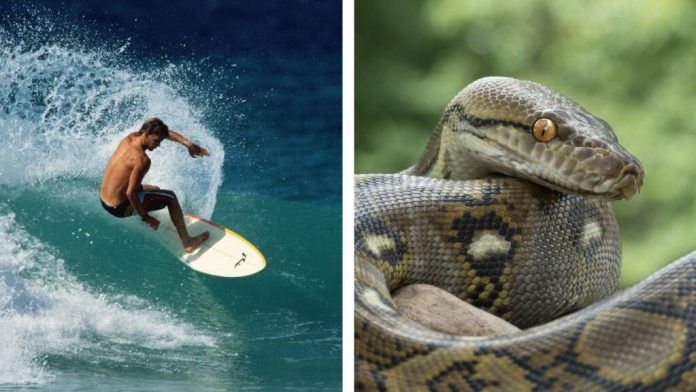 surfista