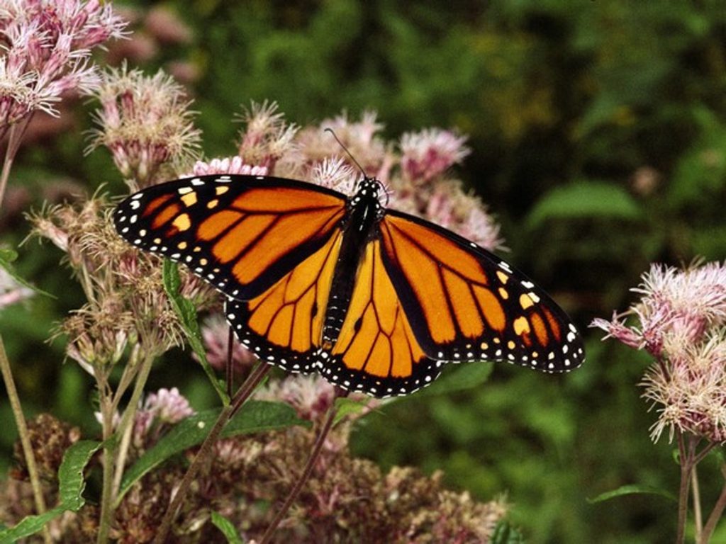 Mariposa monarca en Michoacán: Naturaleza en su máxima expresión