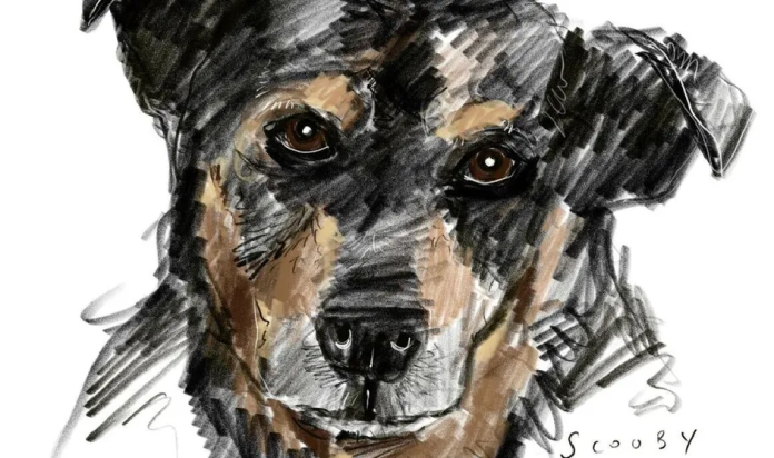 Sentencia por maltrato animal