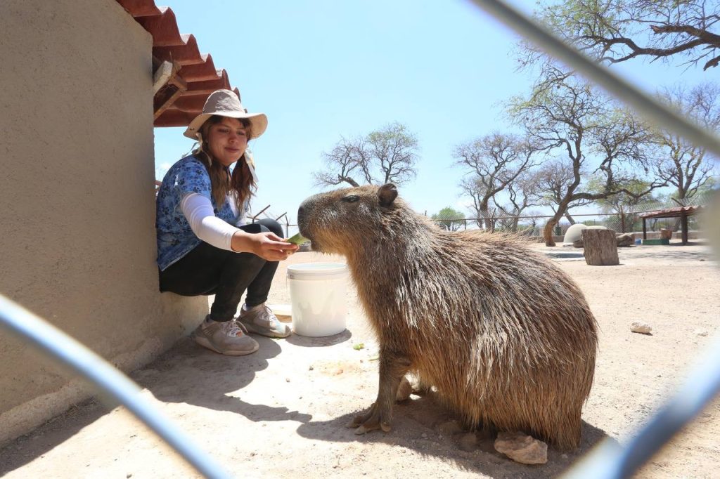 Santuaai, lugar que promueve el rescate y cuidado de fauna silvestre