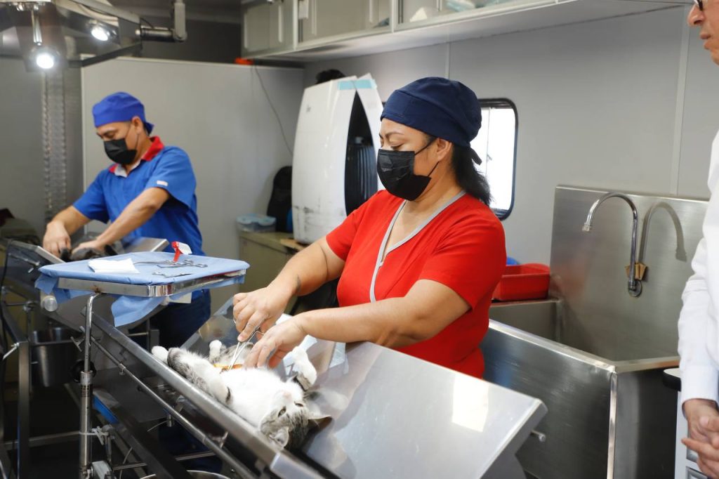 Habrá Jornada de esterilización para perros y gatos en municipio de Querétaro