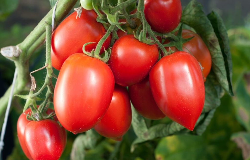 Tomates mexicanos enfrentan arancel del 21% en EE. UU.