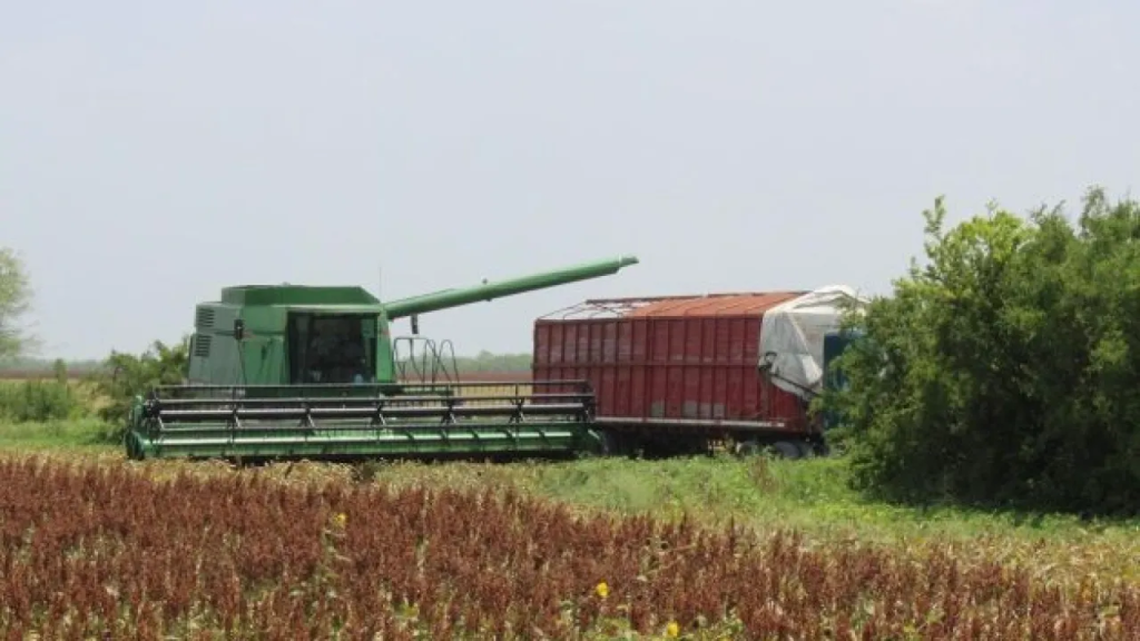 Sorgo en Tamaulipas está al borde del colapso agrícola