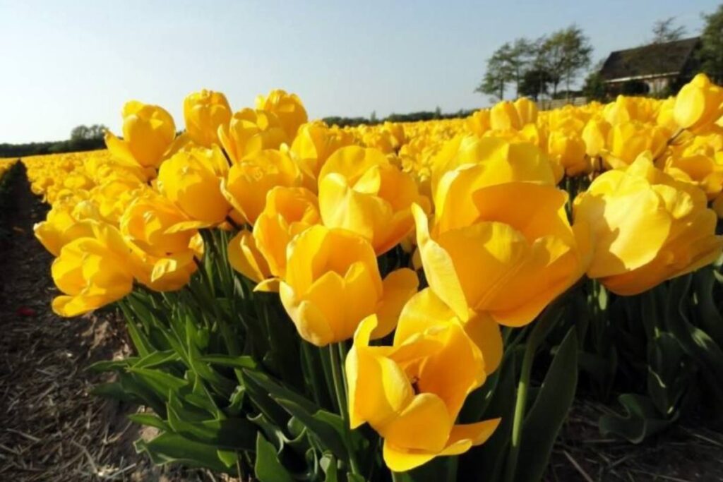 ¿Qué día se regalan flores amarillas? Significado del 21 de marzo
