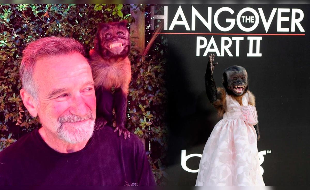 Crystal, el mono que es una estrella en Hollywood y ha trabajado en más de 30 series y películas