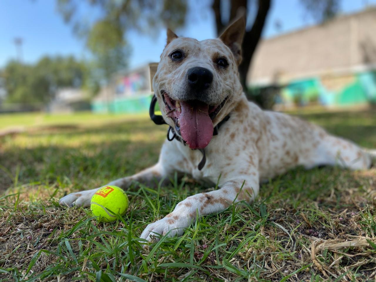 Centro de Transferencia Canina (CTC)