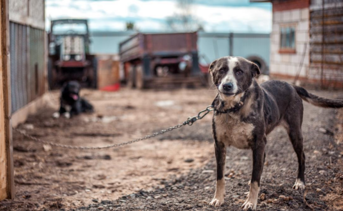 Maltrato animal: Proceso correcto para denunciar de forma anónima y segura