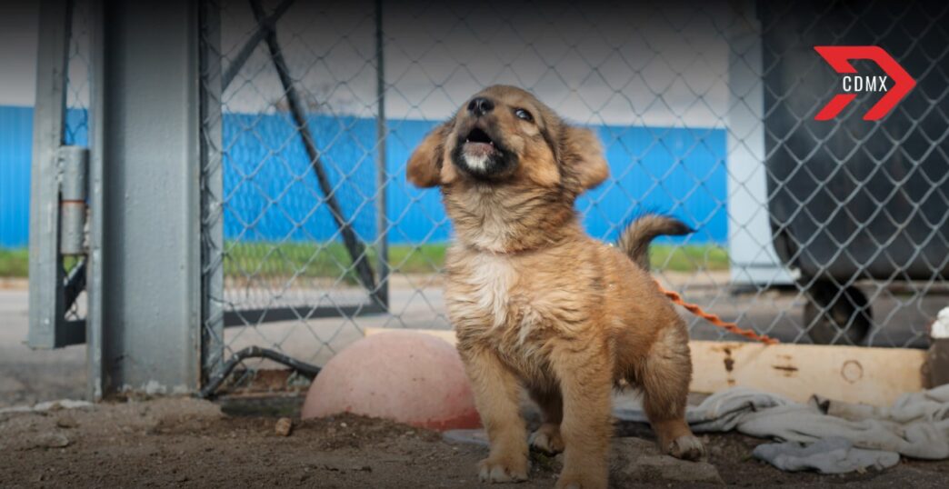 Maltrato animal: Proceso correcto para denunciar de forma anónima y segura