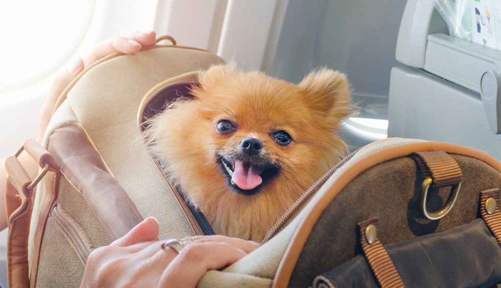 Mascotas en el avión requieren cumplir con la SRE y SENASICA