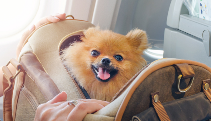 mascotas en el avión