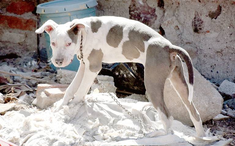 Maltrato animal: Proceso correcto para denunciar de forma anónima y segura