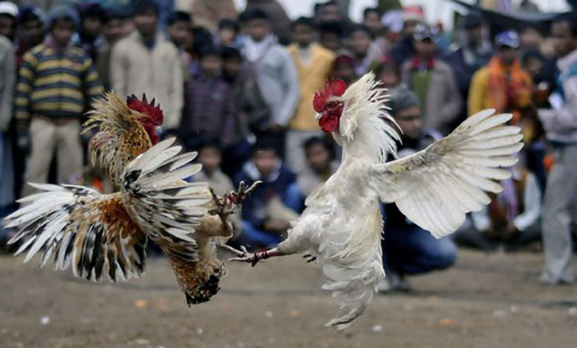 Pelea de gallos en Corregidora Querétaro 
