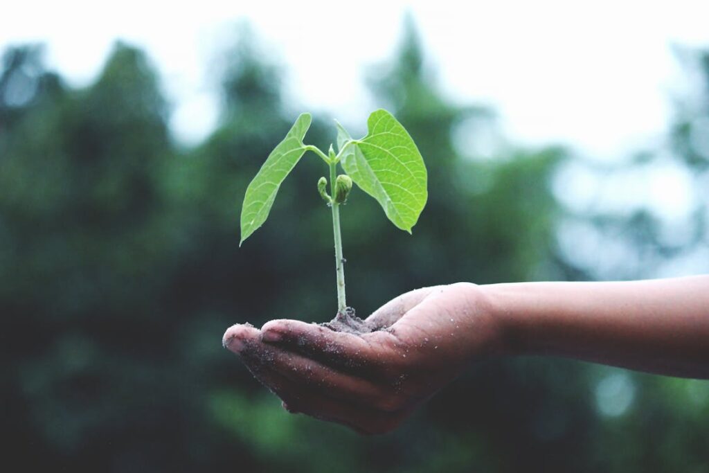 Cómo solicitar la poda gratuita de un árbol a punto de caer frente a tu casa