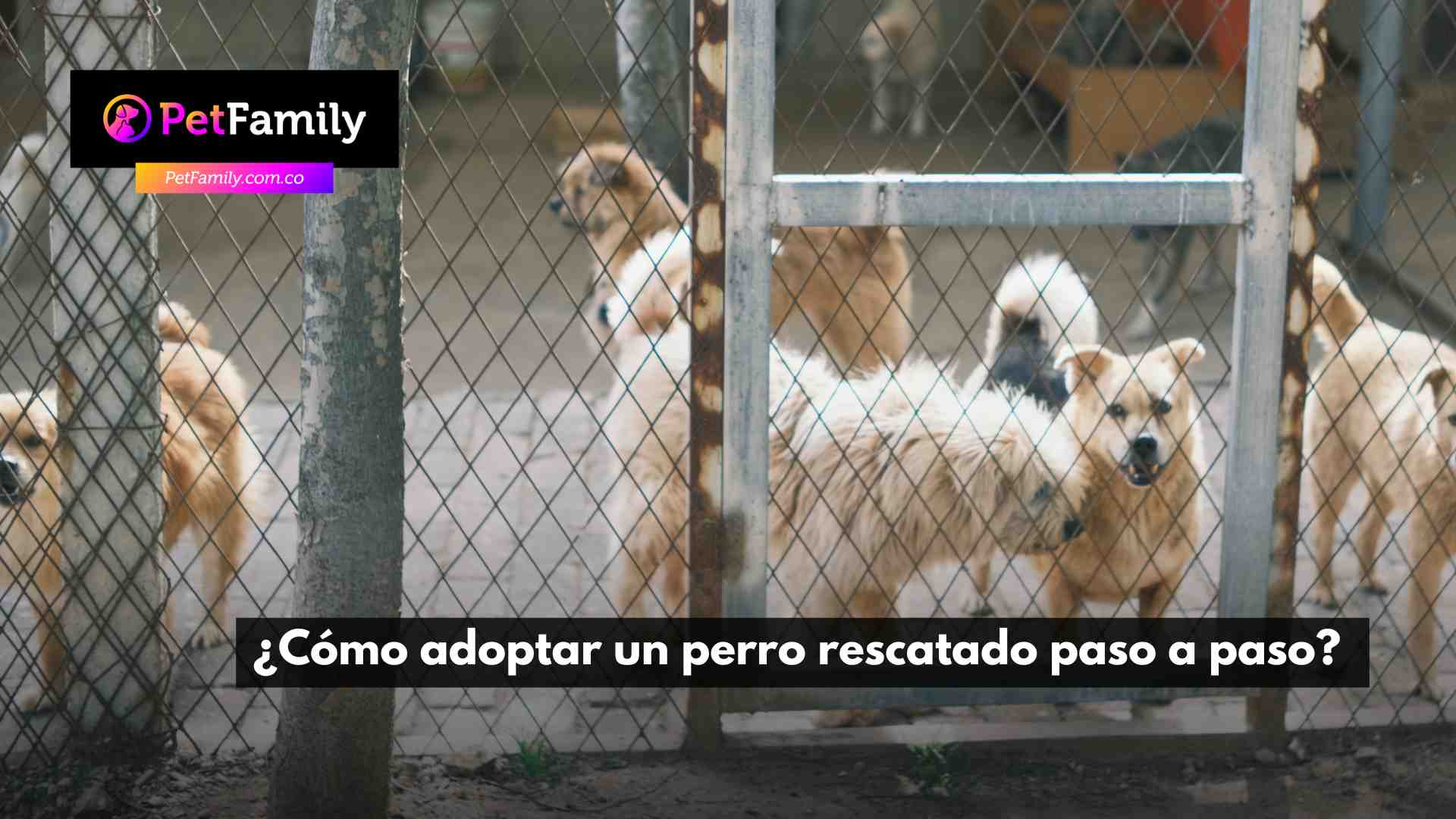 CTC: Cómo adoptar a un perrito rescatado
