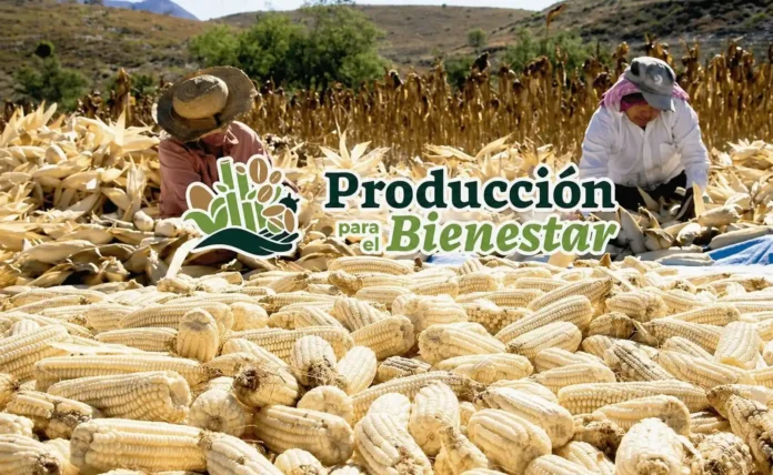Producción para el Bienestar 2026: pago por hectárea por cultivo