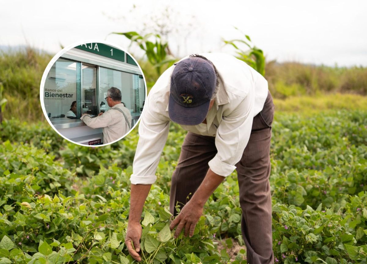 Producción para el Bienestar 2026: pago por hectárea por cultivo
