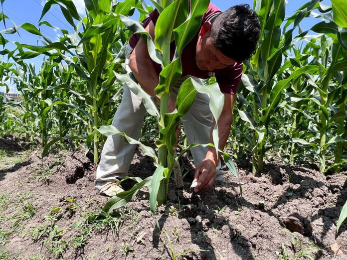 Fertilizantes gratuitos: padrón de beneficiarios por estado
