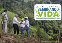Programa Sembrando Vida abre registros y miles buscan entrar al apoyo rural Programa Sembrando Vida