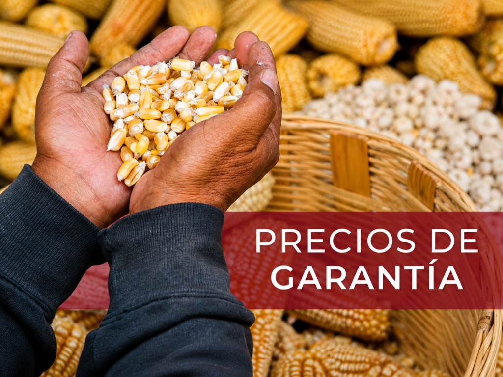 Precios de Garantía SEGALMEX aseguran ingresos justos para productores del campo en México