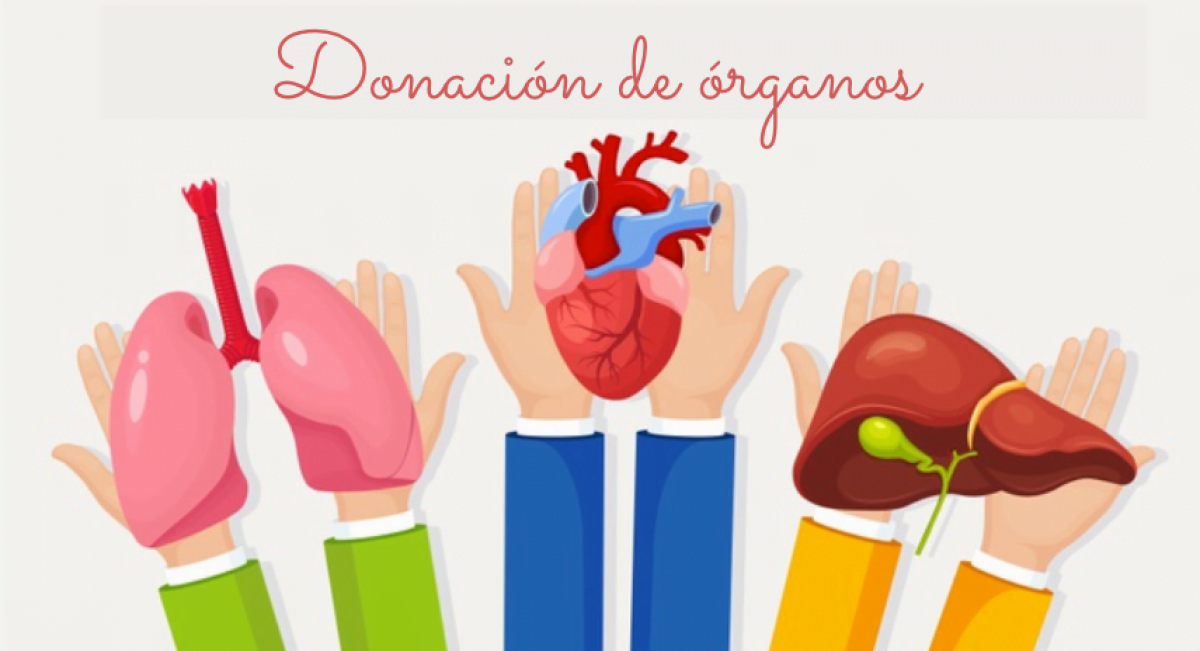 Donador de órganos en vida