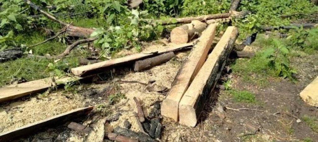 Telar Verde iniciativa para proteger la vegetación en Querétaro por obras del tren