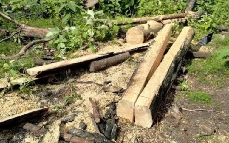 Telar Verde iniciativa para proteger la vegetación en Querétaro por obras del tren