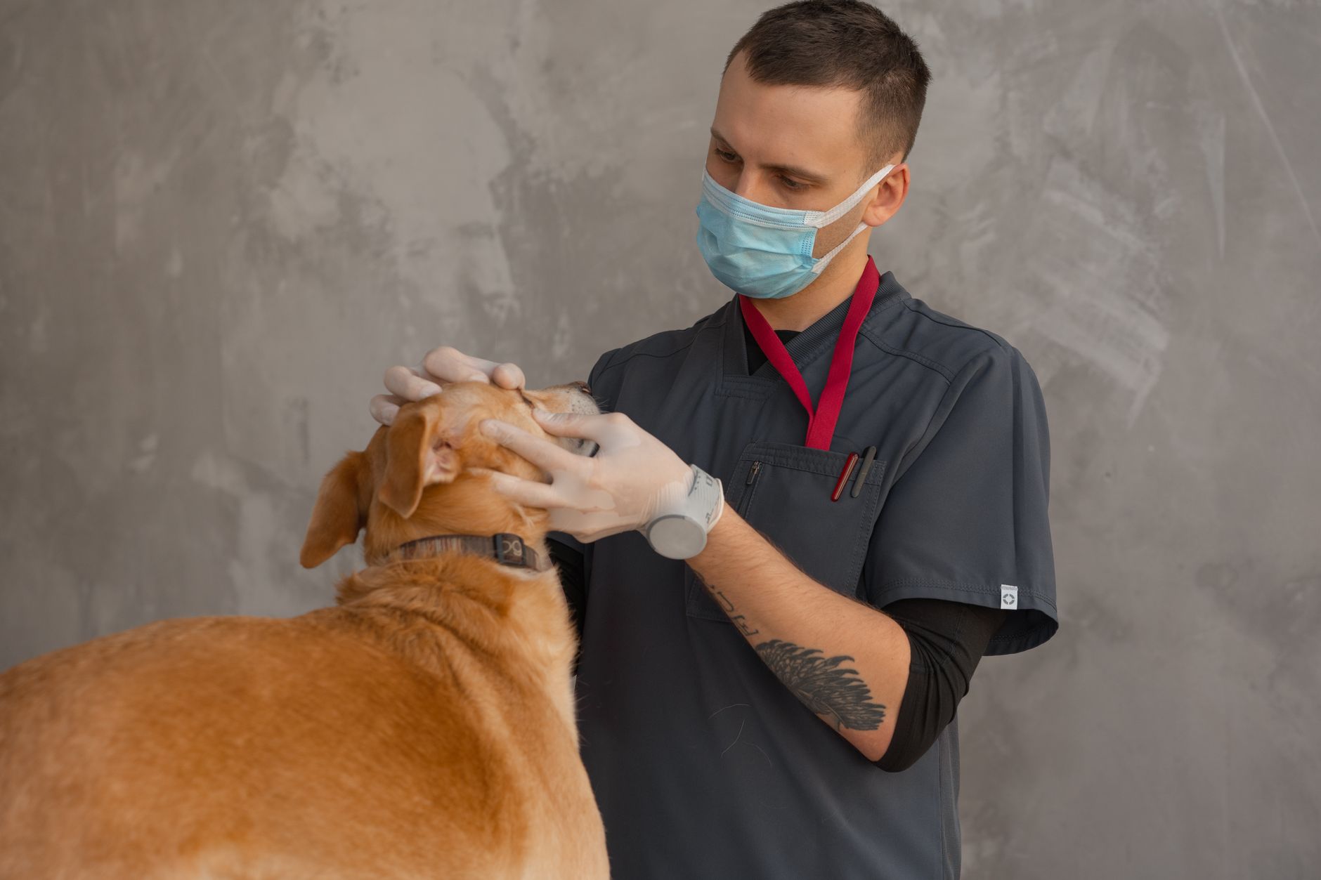 Veterinario revisando a un perro en una clínica, atención veterinaria que exige la Ley de Bienestar Animal