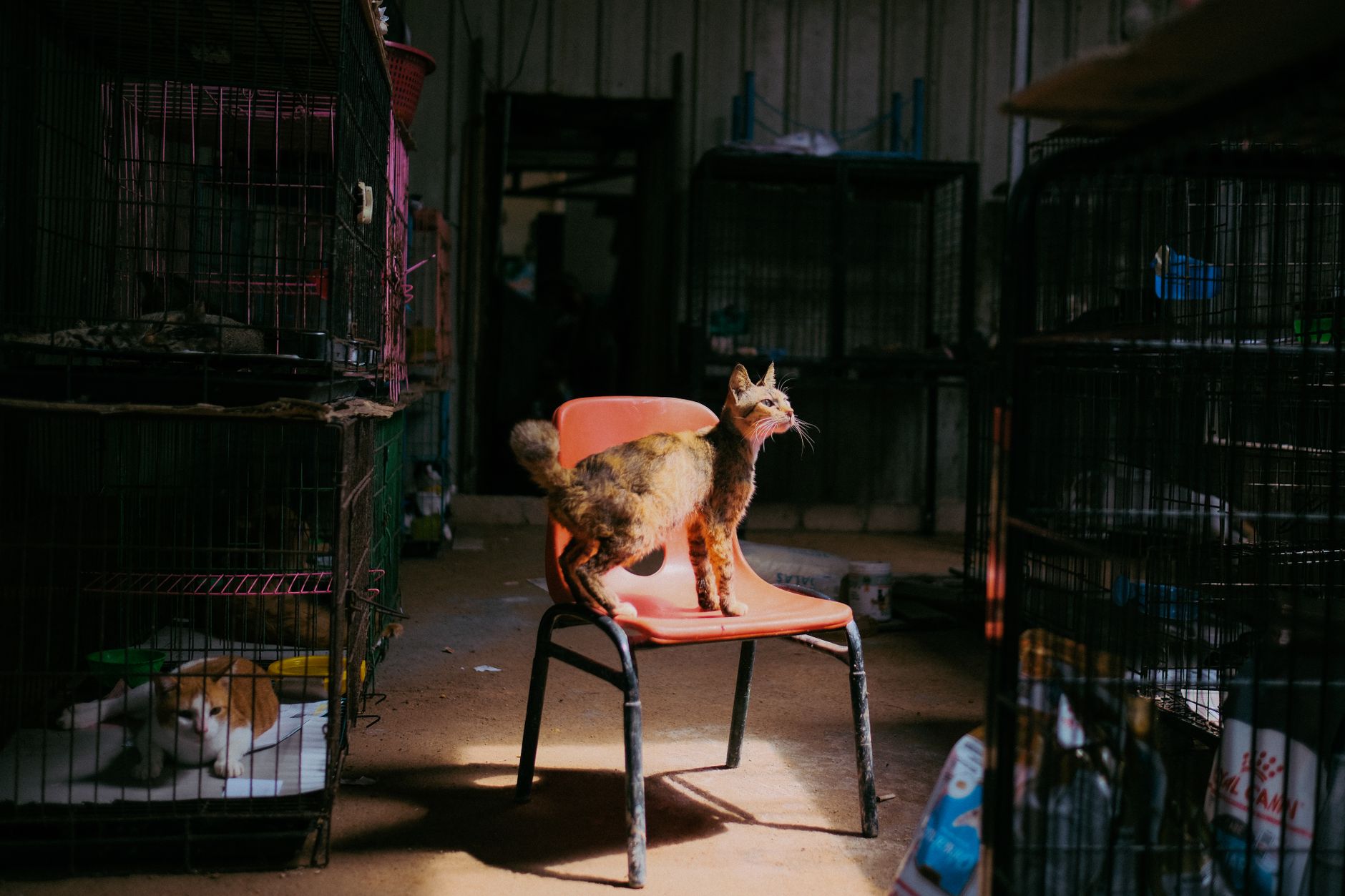Gato en un refugio de adopción, tema de la tutela responsable en la Ley de Bienestar Animal